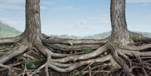 tree roots